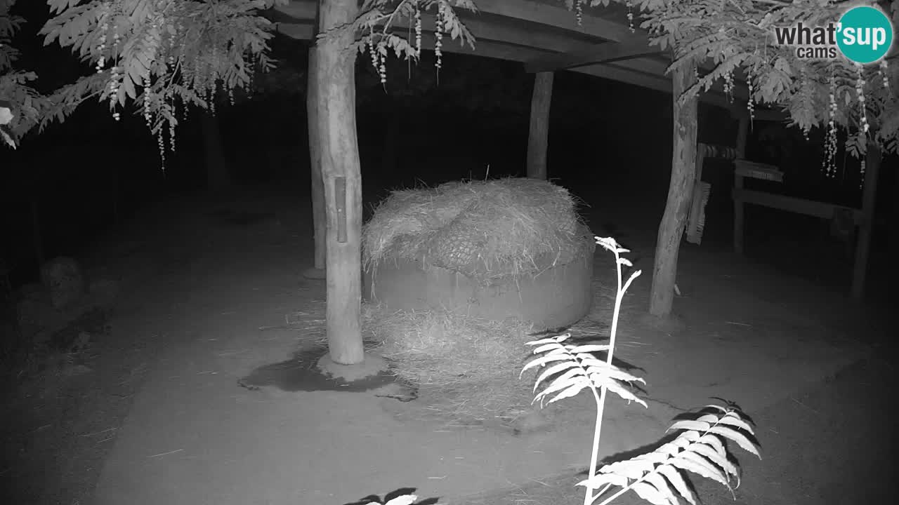 Web kamera uživo Zebras u ZOO Ljubljana – Slovenija