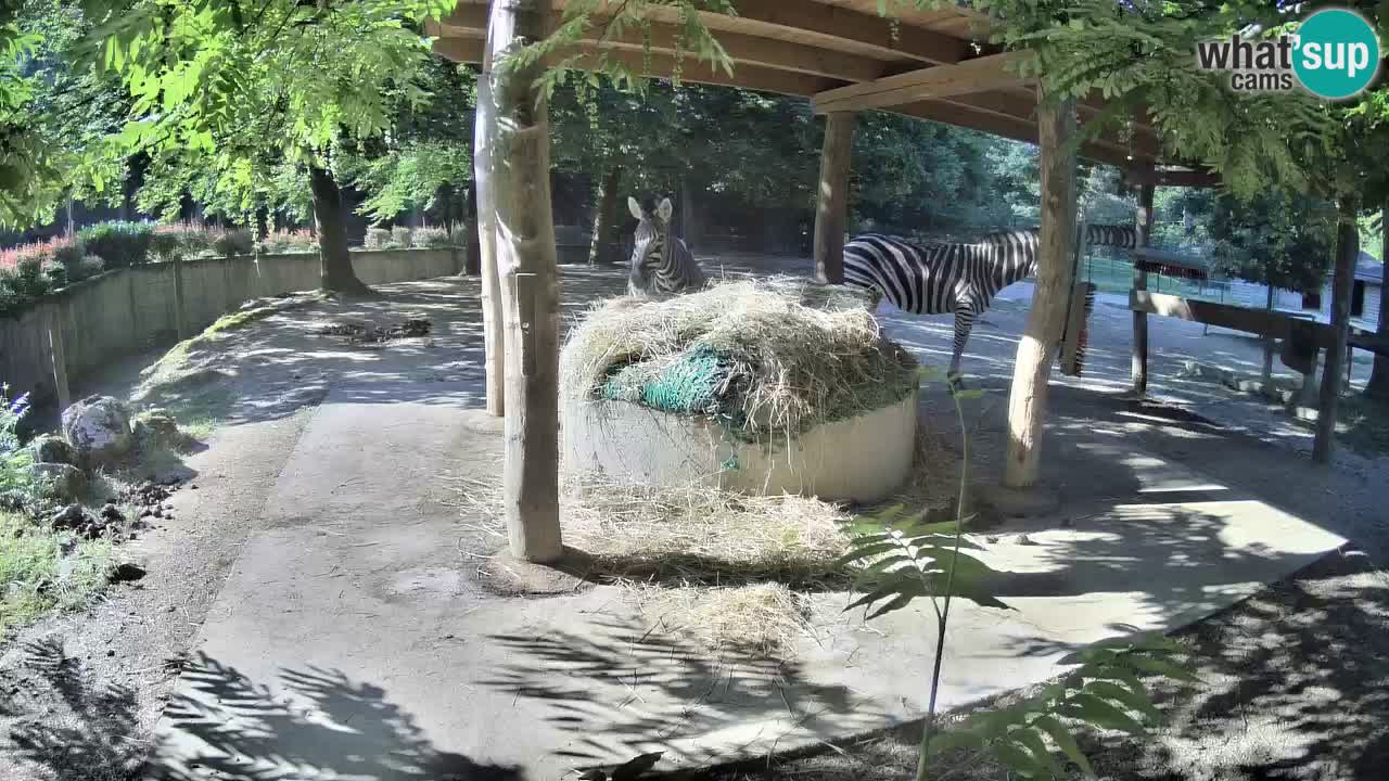 Live webcam Zebras in Ljubljana ZOO – Slovenia