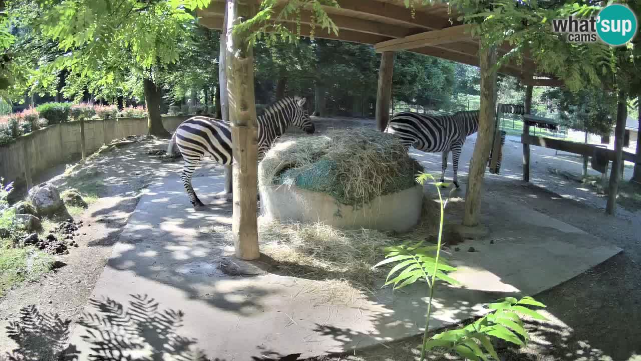 Live webcam Zebras in Ljubljana ZOO – Slovenia