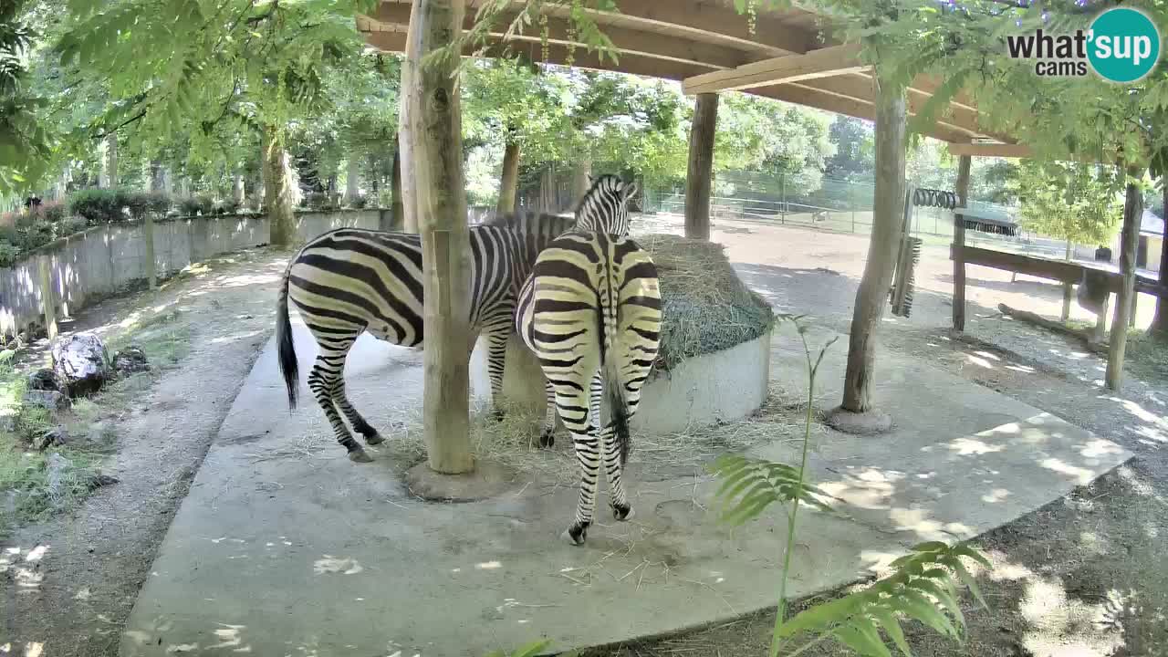 Live webcam Zebras in Ljubljana ZOO – Slovenia