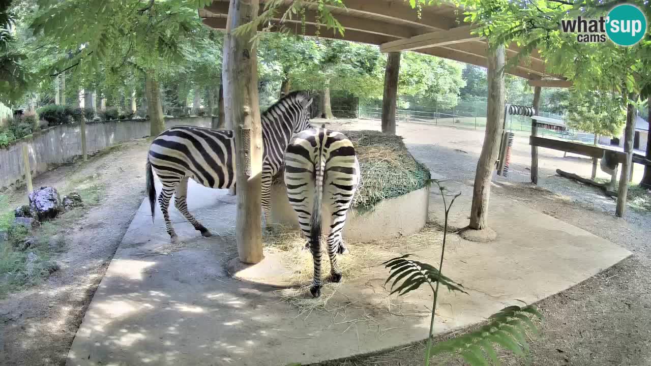 Camera en vivo Cebras in Ljubljana ZOO – Eslovenia