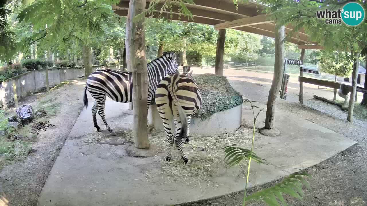 Zebre v živo v živalskem vrtu Ljubljana ZOO spletne kamere