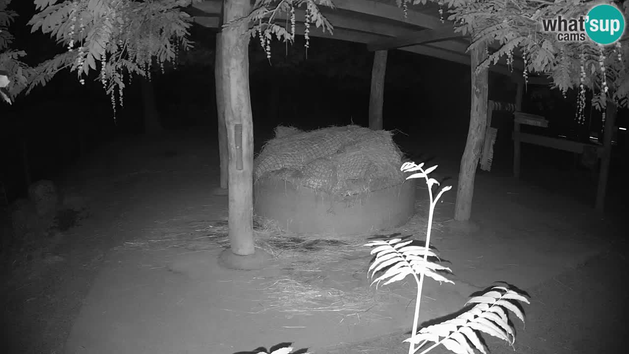 Live webcam Zebras in Ljubljana ZOO – Slovenia
