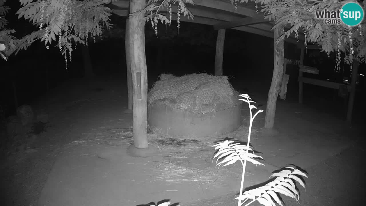 Le Zebre nello ZOO di Ljubljana – Slovenia Live webcam