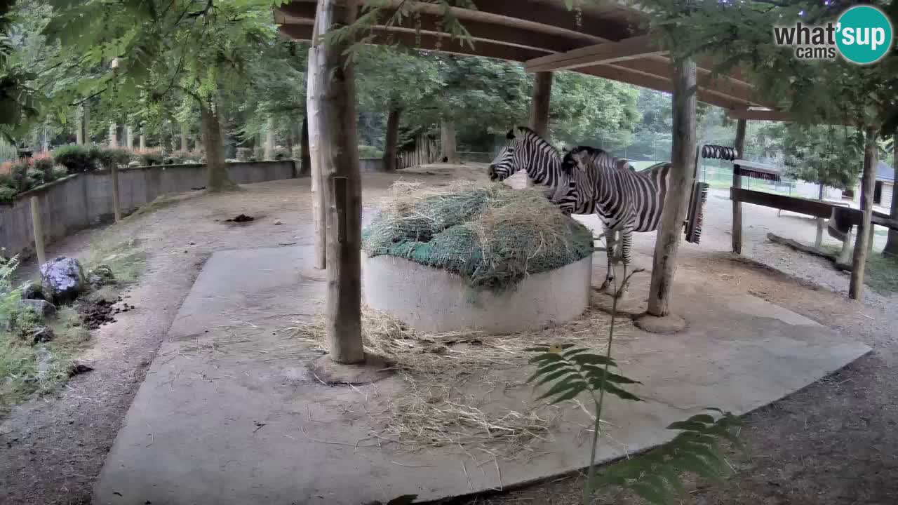 Camera en vivo Cebras in Ljubljana ZOO – Eslovenia