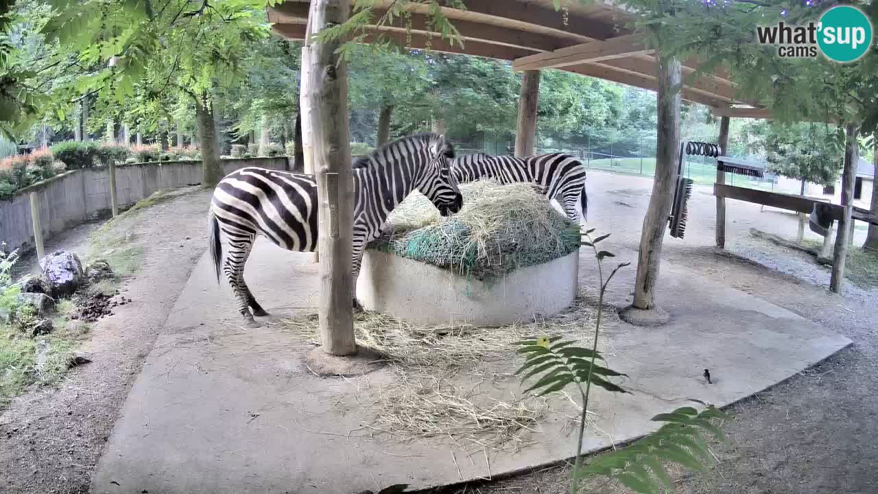 Le Zebre nello ZOO di Ljubljana – Slovenia Live webcam