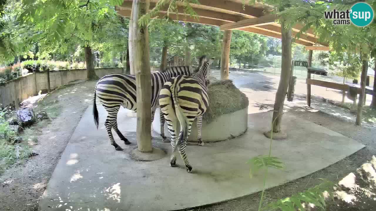 Camera en vivo Cebras in Ljubljana ZOO – Eslovenia