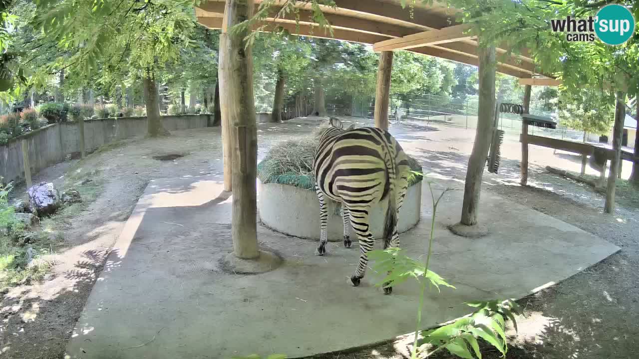 Zebre v živo v živalskem vrtu Ljubljana ZOO spletne kamere