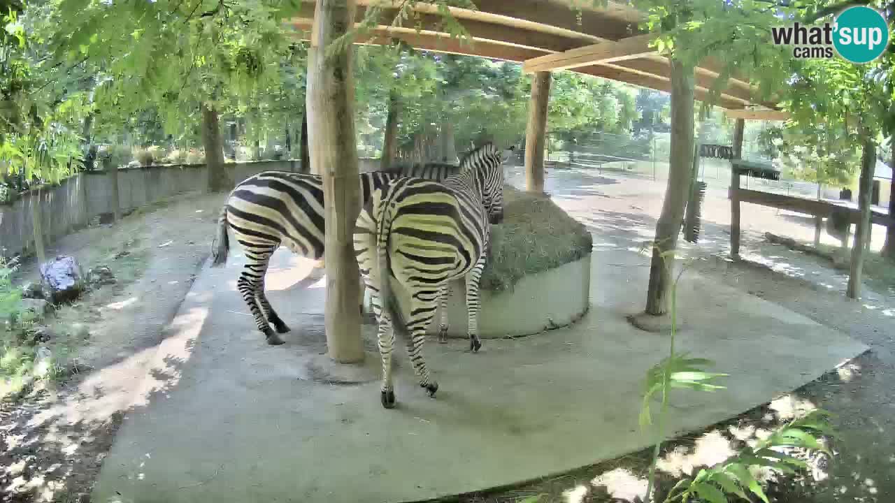 Le Zebre nello ZOO di Ljubljana – Slovenia Live webcam