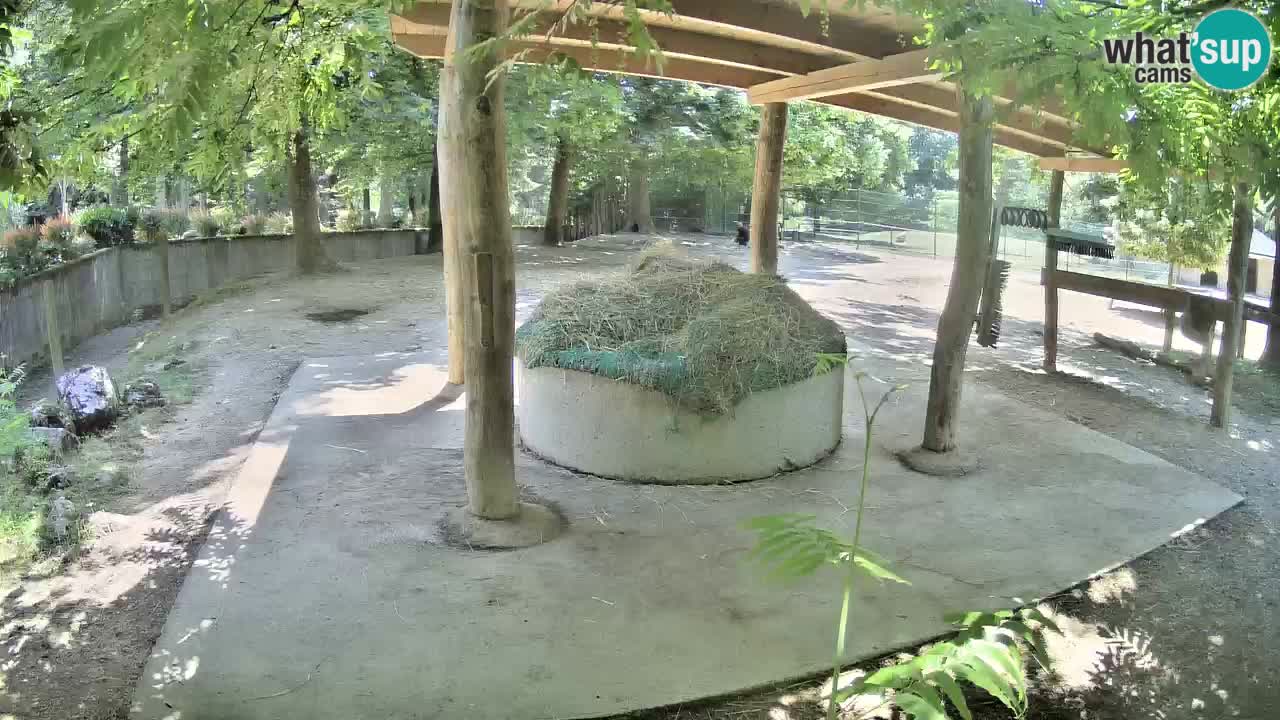 Live webcam Les zèbres in Ljubljana ZOO – Slovénie