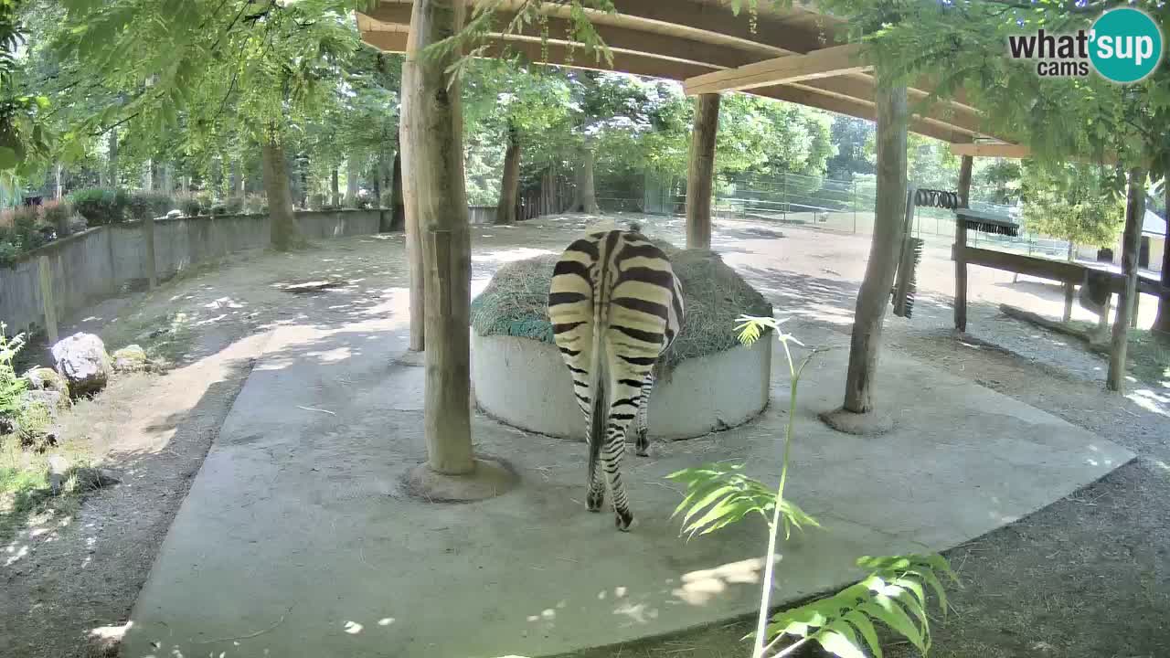 Zebre v živo v živalskem vrtu Ljubljana ZOO spletne kamere