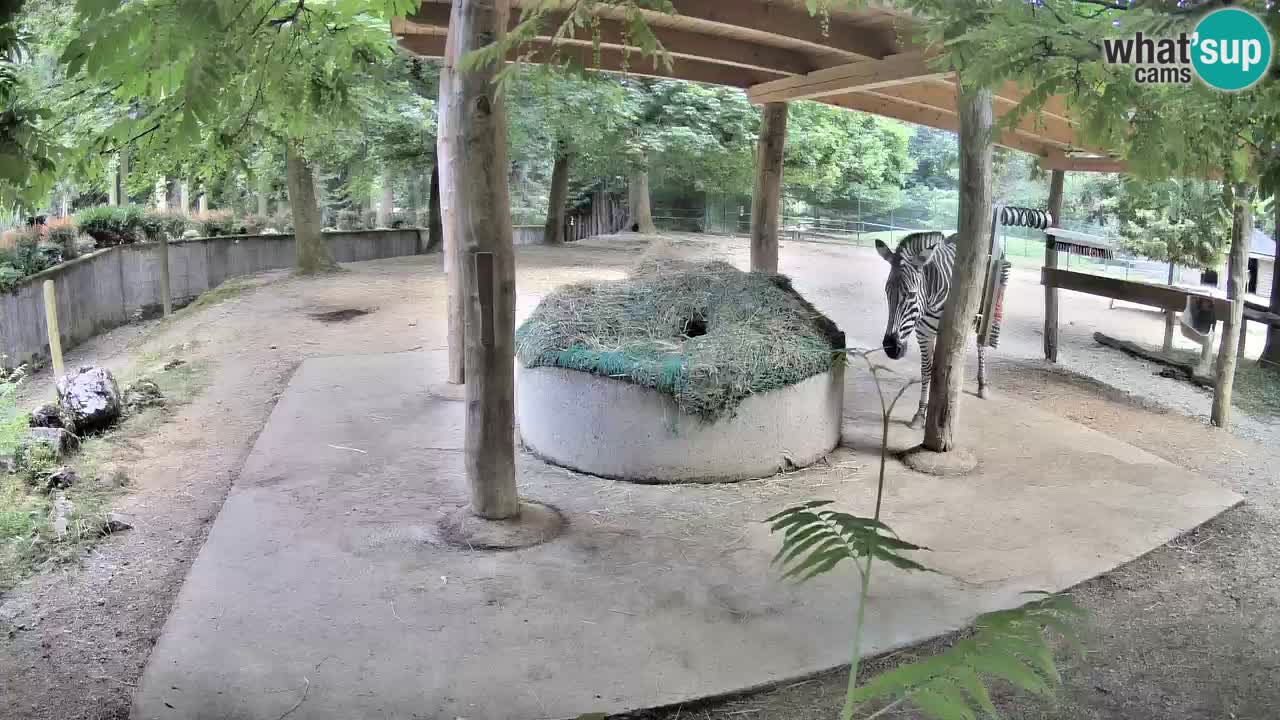 Live webcam Zebras in Ljubljana ZOO – Slovenia