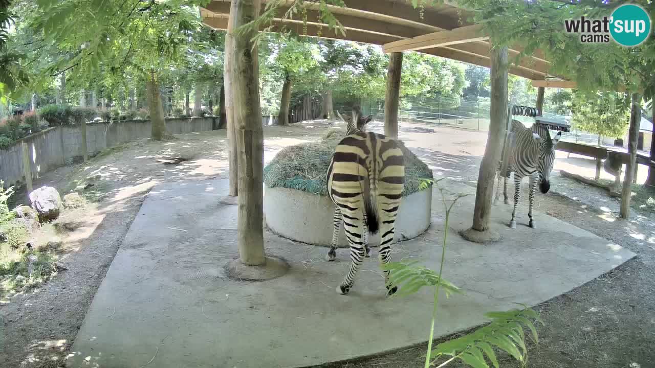 Web kamera uživo Zebras u ZOO Ljubljana – Slovenija