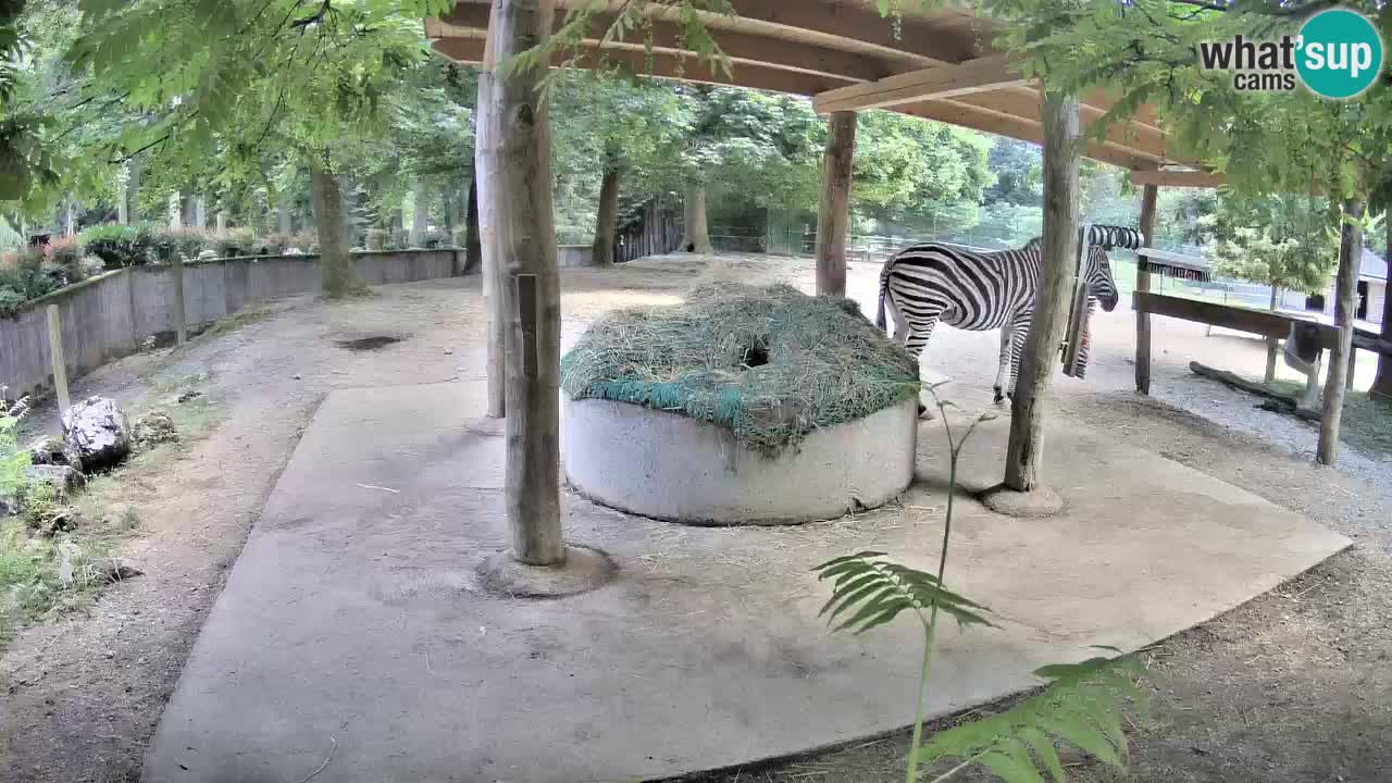 Live webcam Zebras in Ljubljana ZOO – Slovenia