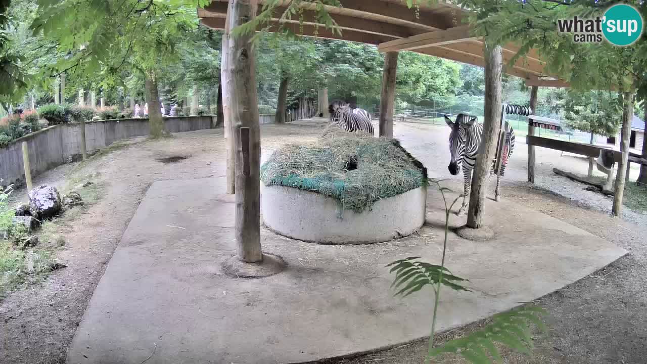 Live webcam Zebras in Ljubljana ZOO – Slovenia