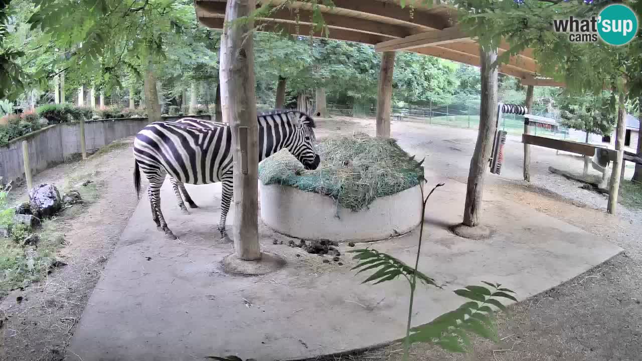 Camera en vivo Cebras in Ljubljana ZOO – Eslovenia