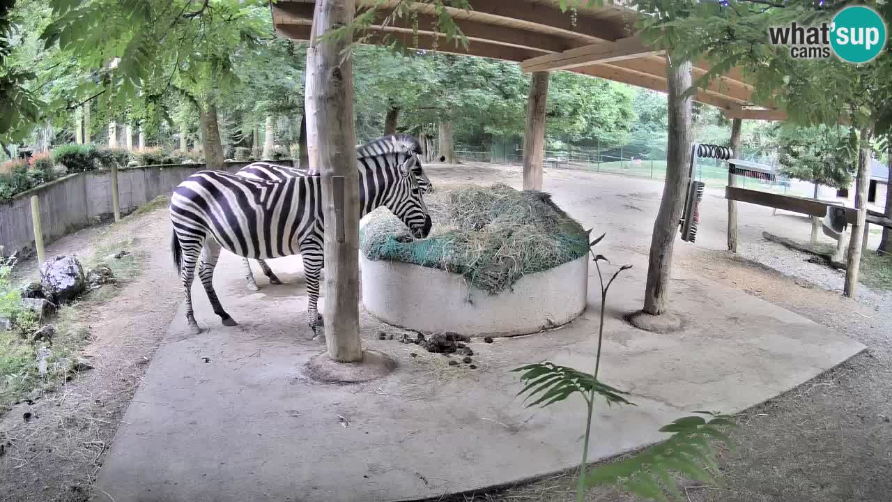 Live webcam Zebras in Ljubljana ZOO – Slovenia