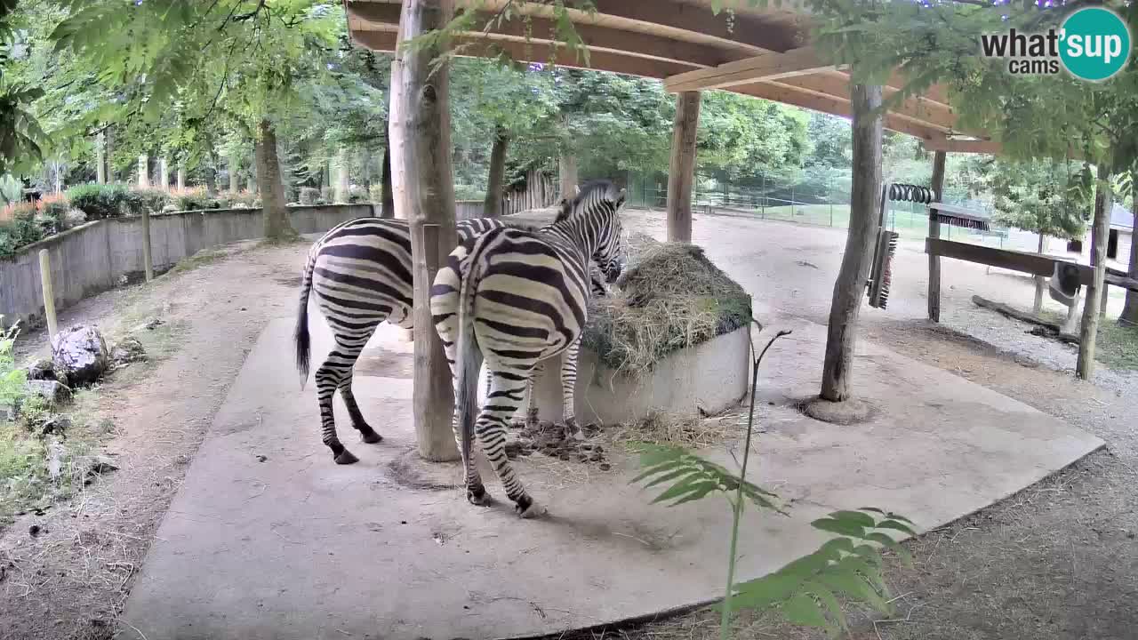 Zebre v živo v živalskem vrtu Ljubljana ZOO spletne kamere