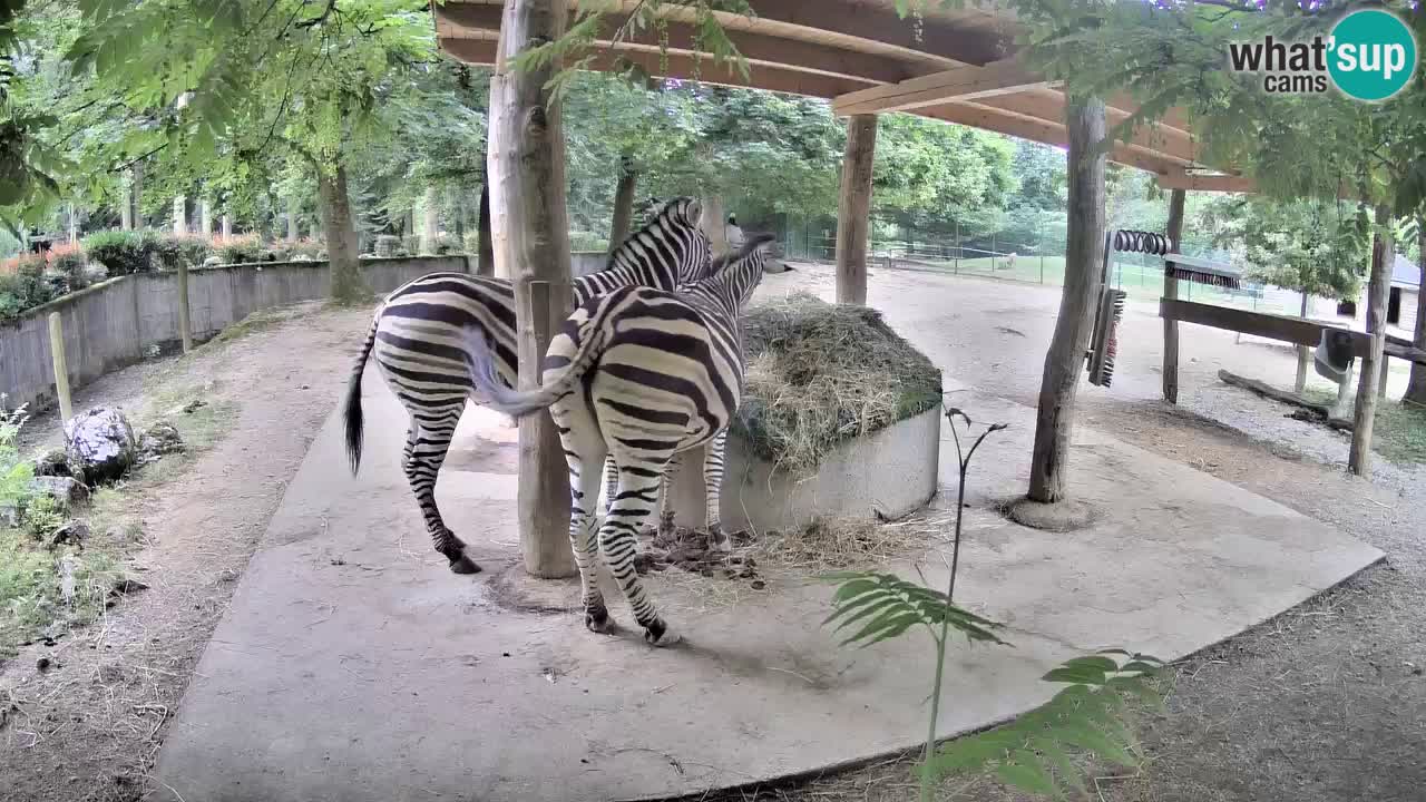 Live Webcam Zebras in Ljubljana ZOO – Slowenien