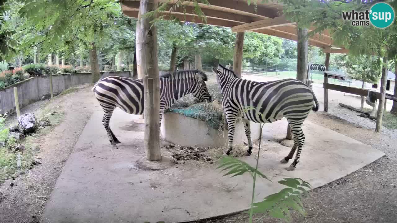 Zebre v živo v živalskem vrtu Ljubljana ZOO spletne kamere