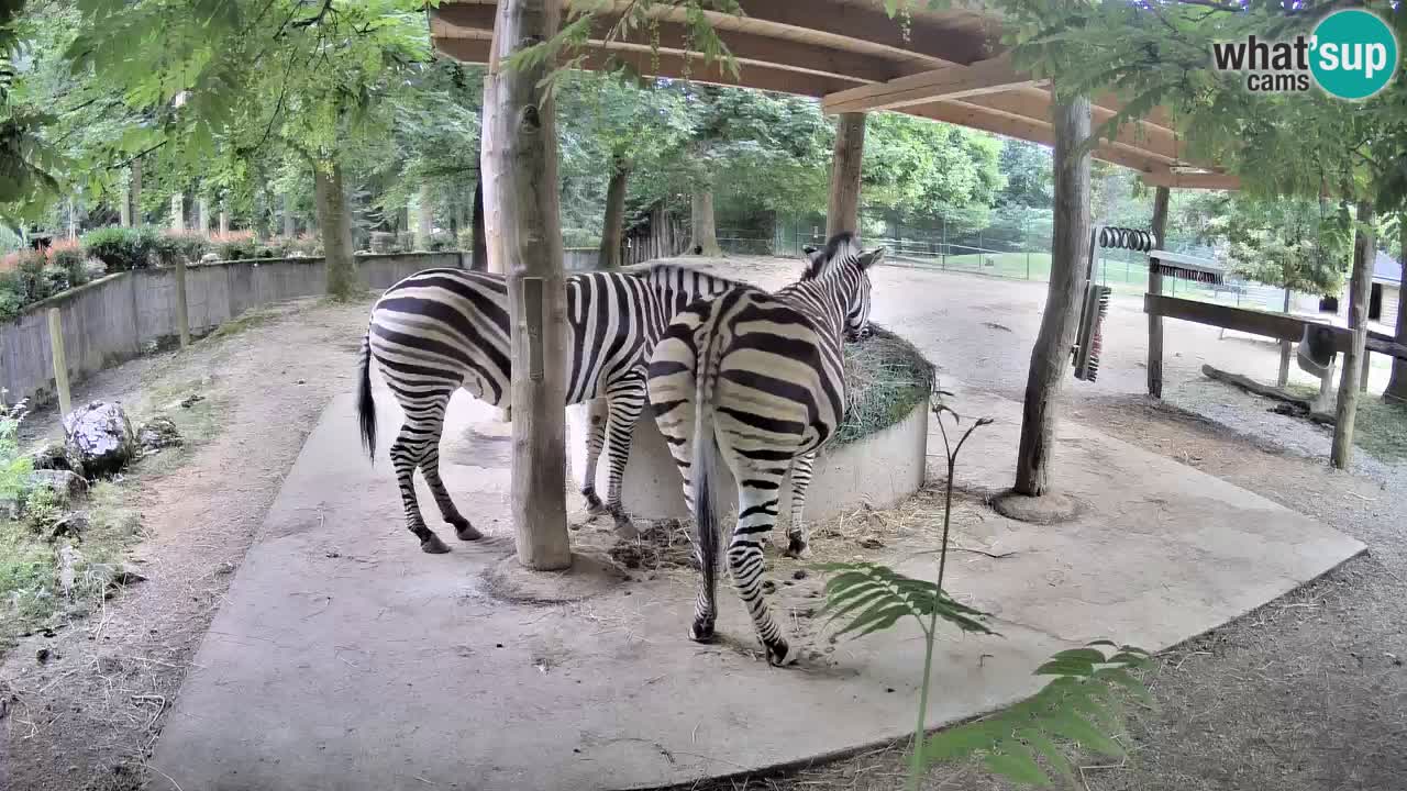 Live Webcam Zebras in Ljubljana ZOO – Slowenien