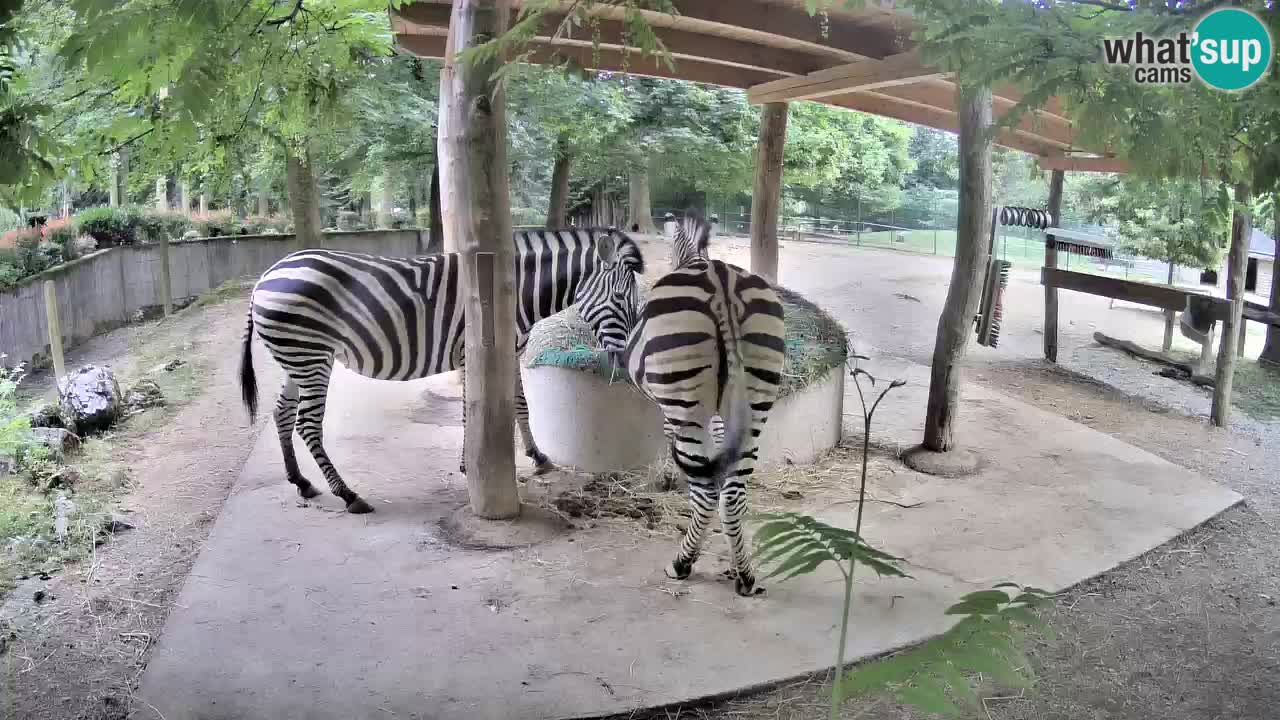 Le Zebre nello ZOO di Ljubljana – Slovenia Live webcam