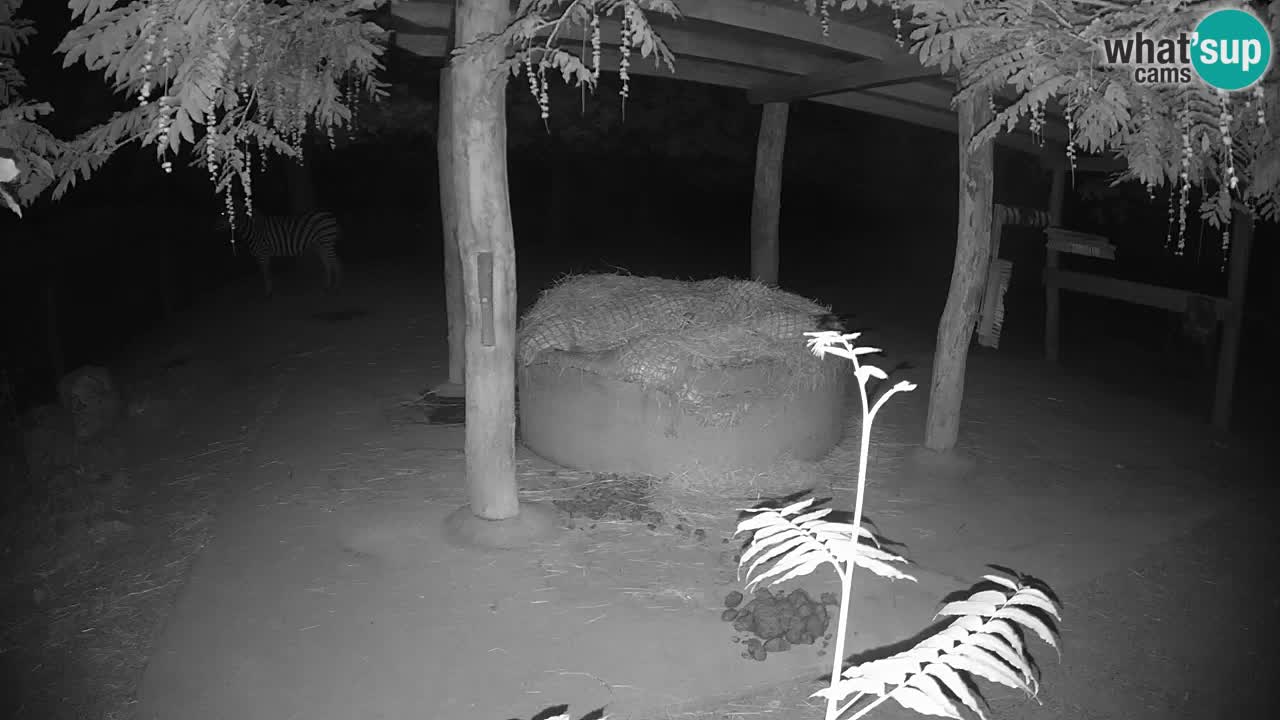 Live webcam Zebras in Ljubljana ZOO – Slovenia