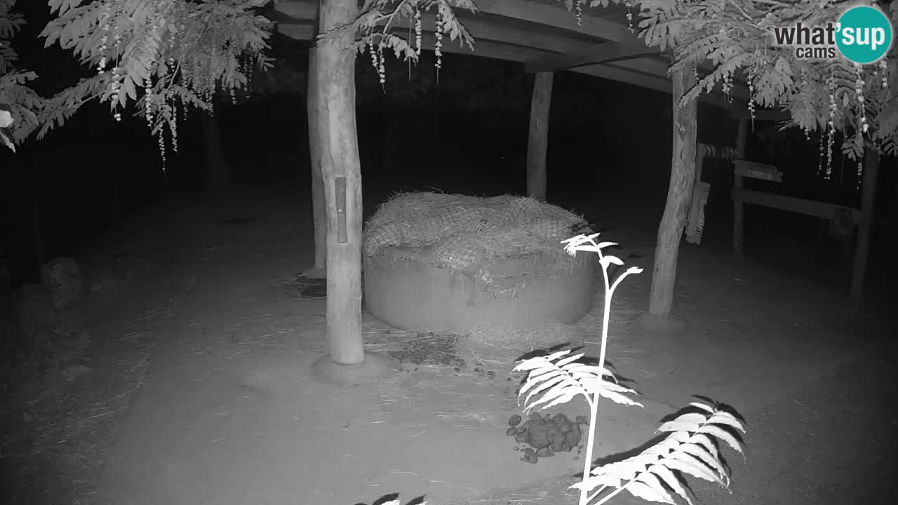 Live Webcam Zebras in Ljubljana ZOO – Slowenien