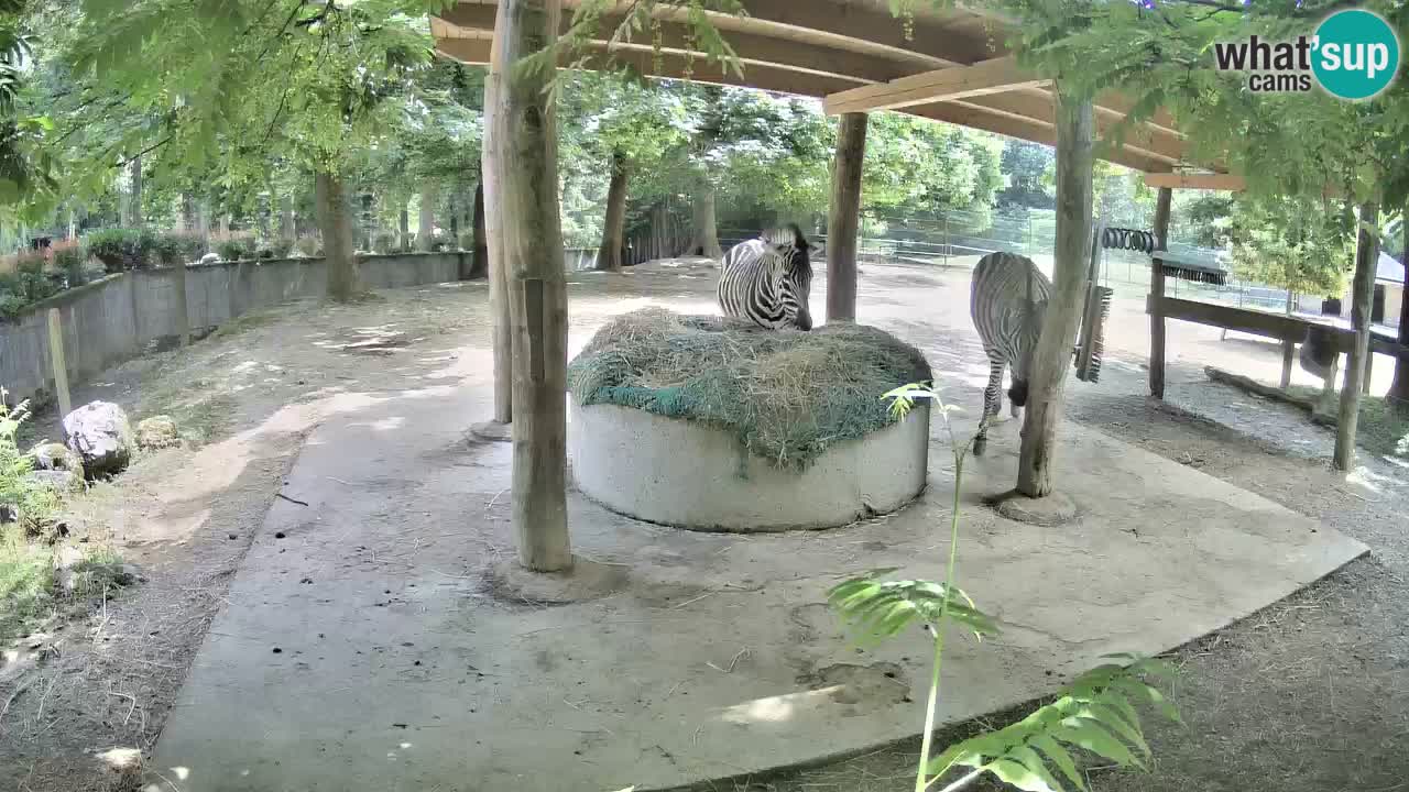 Zebre v živo v živalskem vrtu Ljubljana ZOO spletne kamere