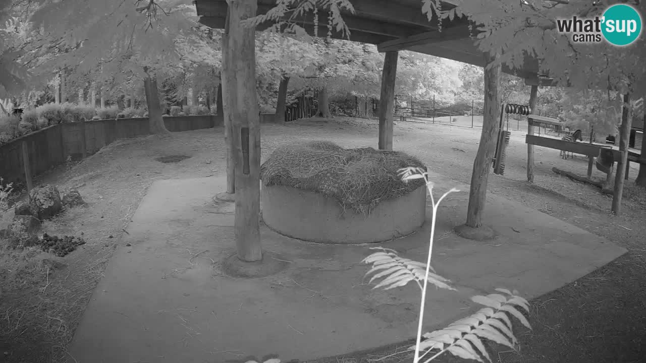 Web kamera uživo Zebras u ZOO Ljubljana – Slovenija