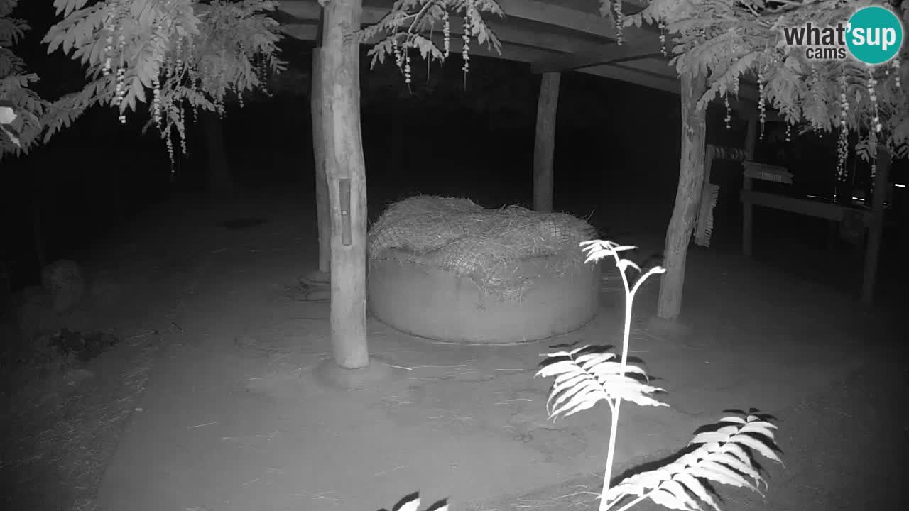 Live webcam Zebras in Ljubljana ZOO – Slovenia