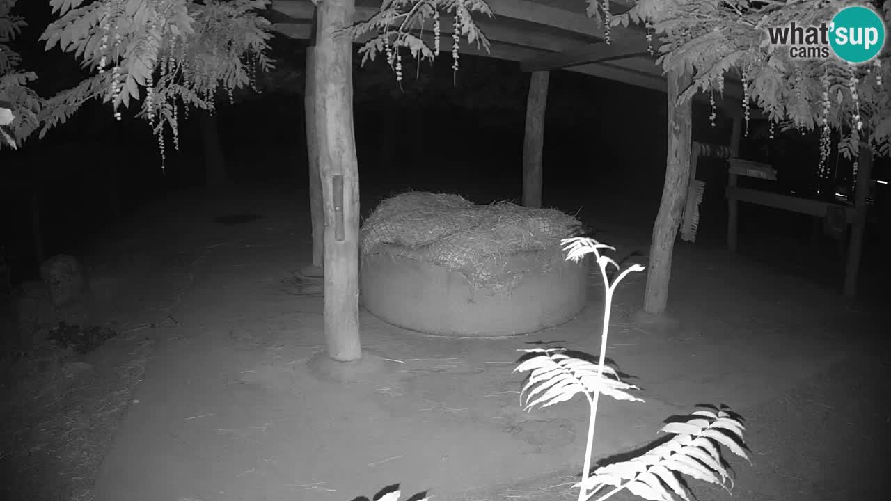 Web kamera uživo Zebras u ZOO Ljubljana – Slovenija