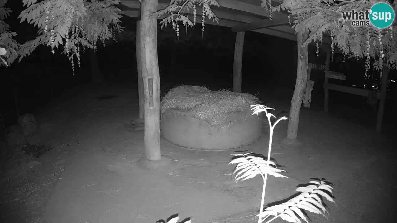 Live Webcam Zebras in Ljubljana ZOO – Slowenien