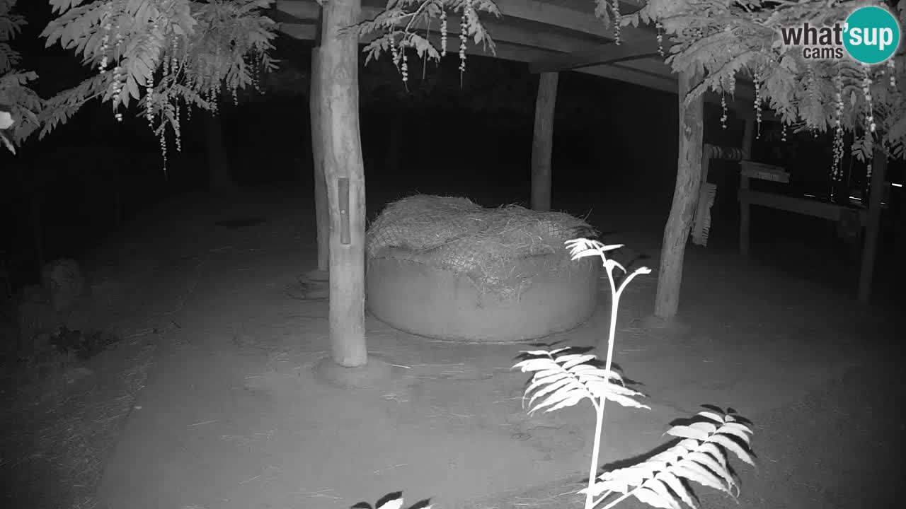 Live webcam Zebras in Ljubljana ZOO – Slovenia