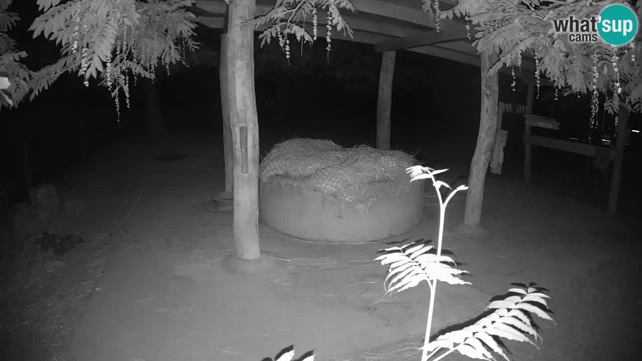 Zebre v živo v živalskem vrtu Ljubljana ZOO spletne kamere