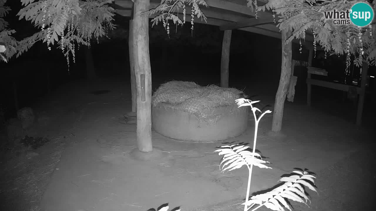 Live Webcam Zebras in Ljubljana ZOO – Slowenien