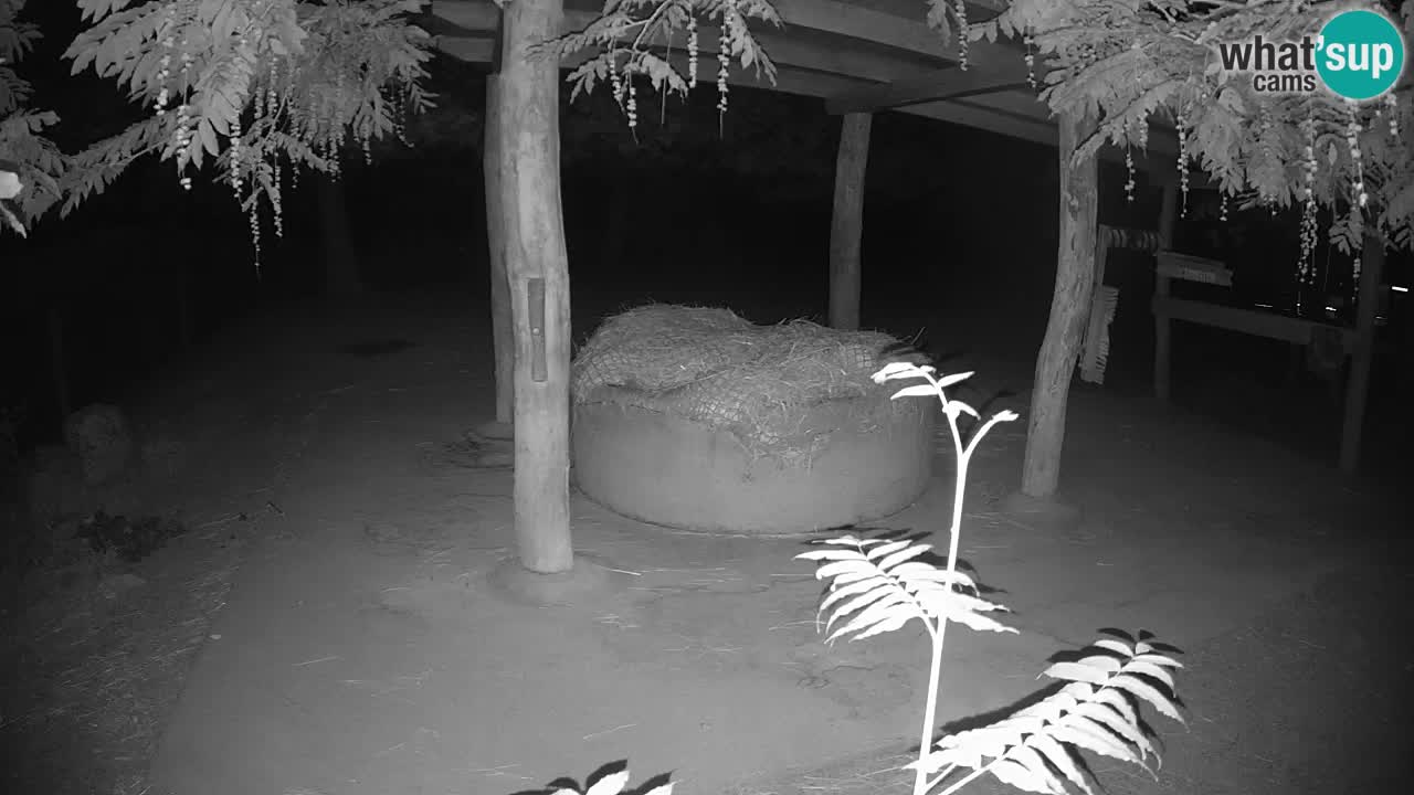 Live Webcam Zebras in Ljubljana ZOO – Slowenien
