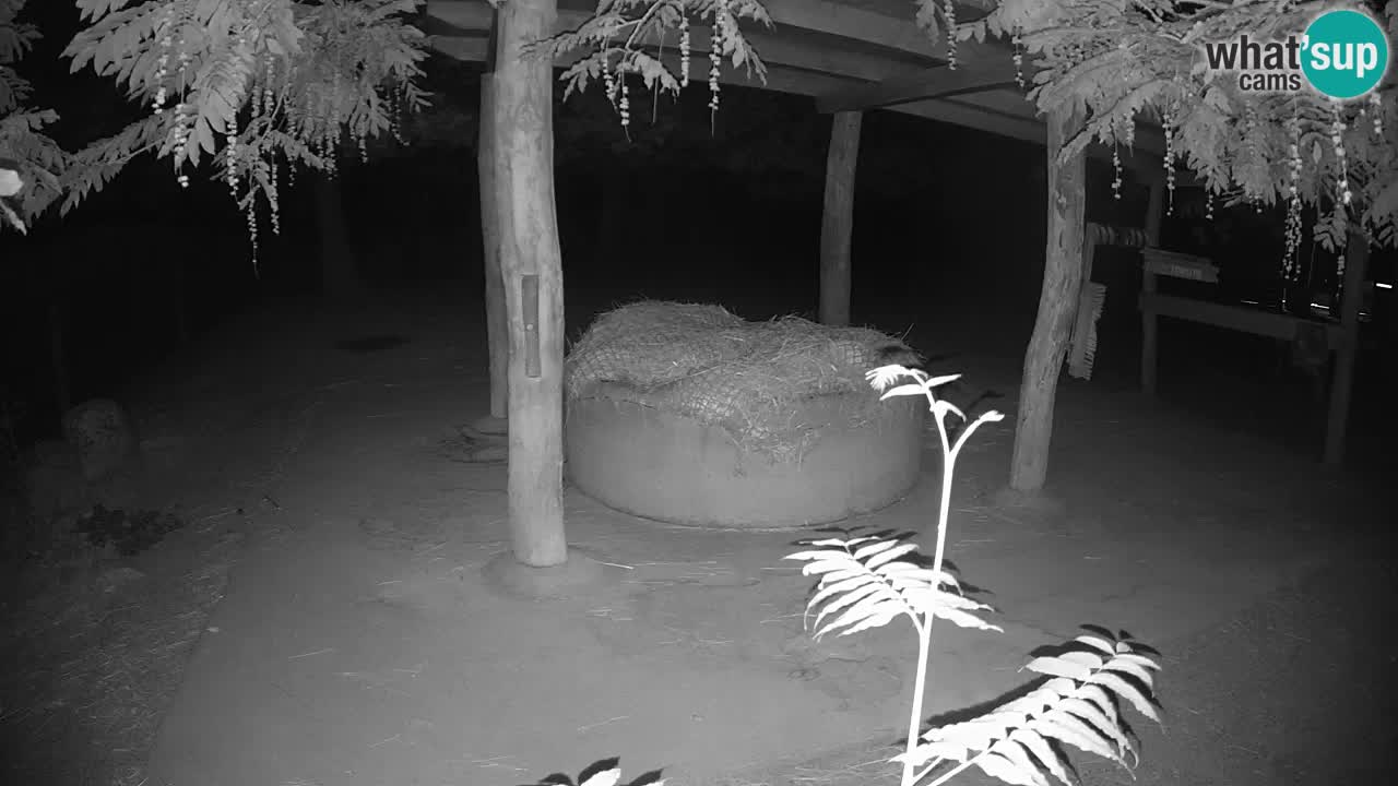 Live Webcam Zebras in Ljubljana ZOO – Slowenien