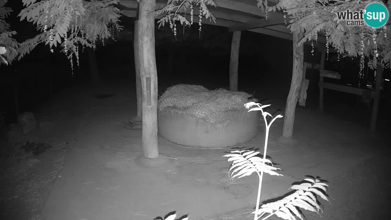 Live Webcam Zebras in Ljubljana ZOO – Slowenien