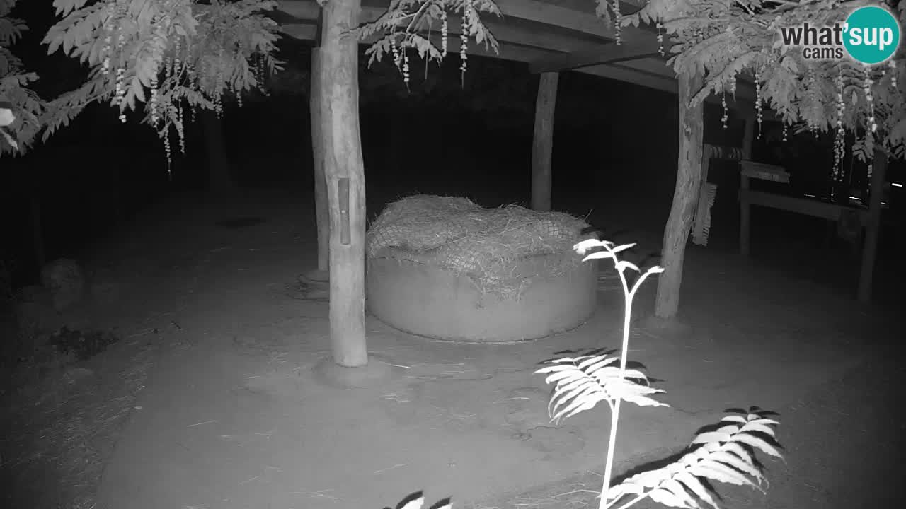 Live webcam Zebras in Ljubljana ZOO – Slovenia