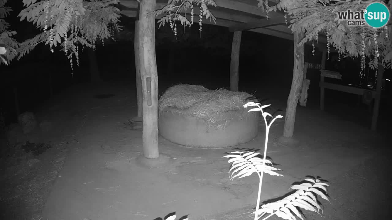 Web kamera uživo Zebras u ZOO Ljubljana – Slovenija