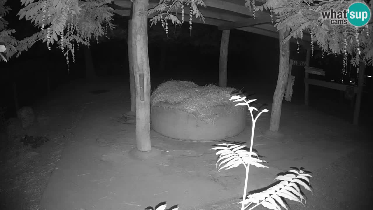 Zebre v živo v živalskem vrtu Ljubljana ZOO spletne kamere