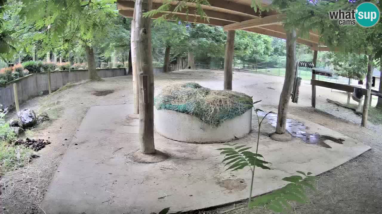 Live Webcam Zebras in Ljubljana ZOO – Slowenien