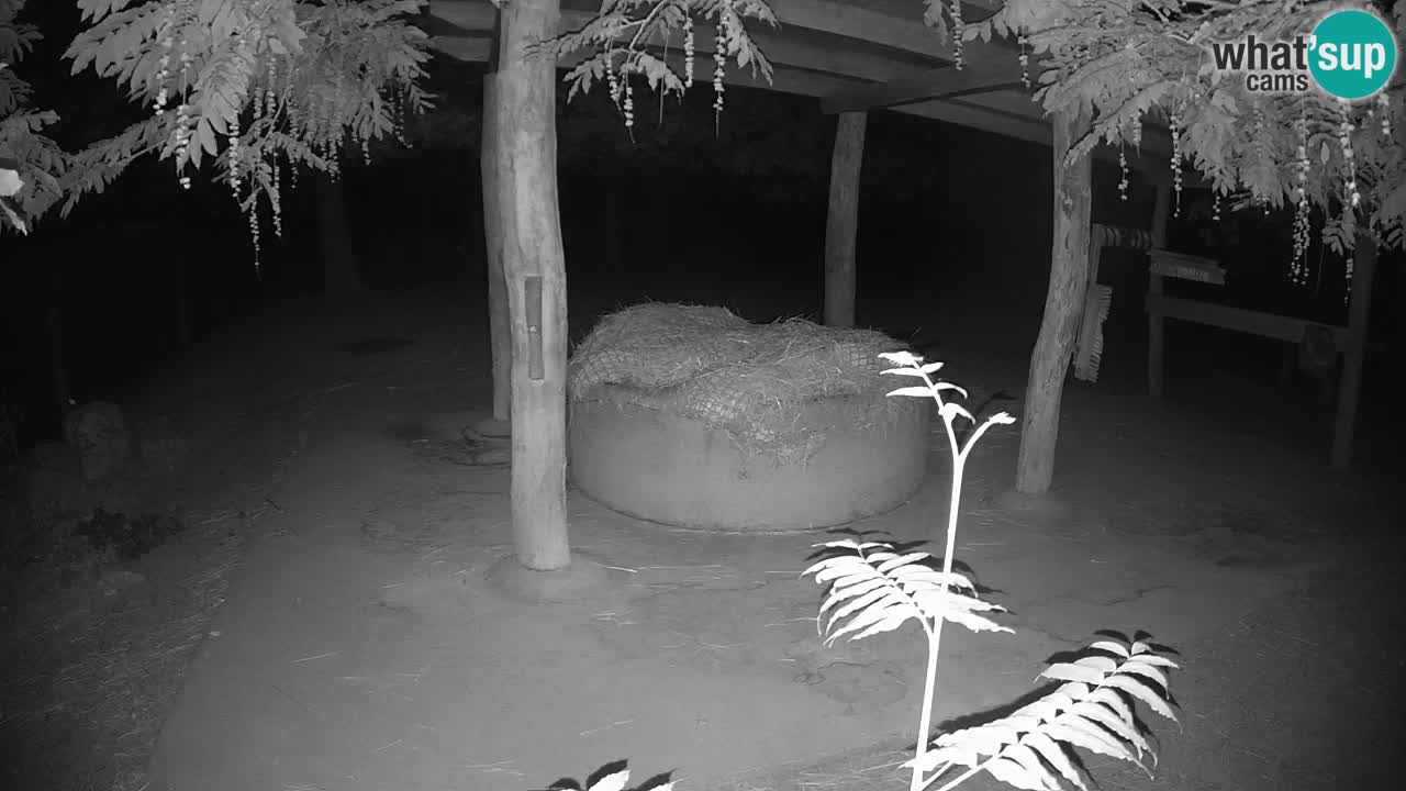 Camera en vivo Cebras in Ljubljana ZOO – Eslovenia