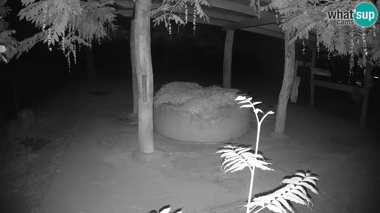 Live webcam Les zèbres in Ljubljana ZOO – Slovénie