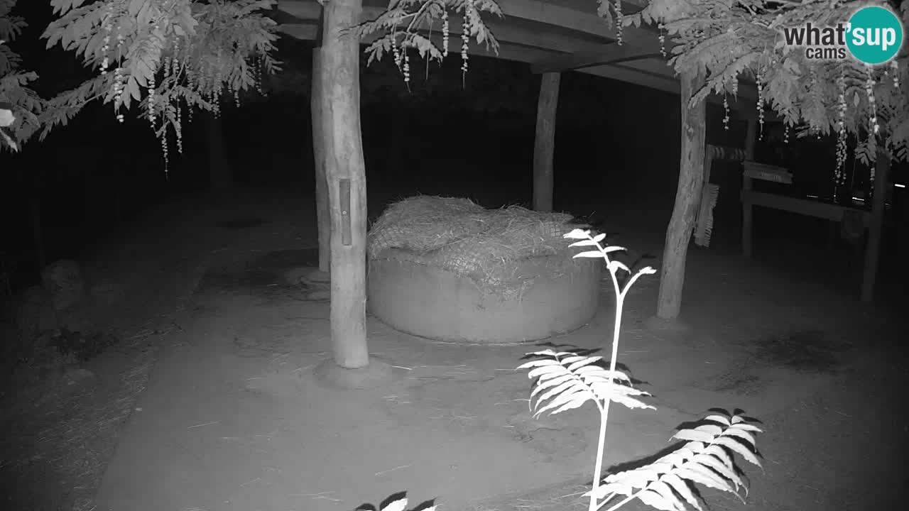 Live webcam Les zèbres in Ljubljana ZOO – Slovénie