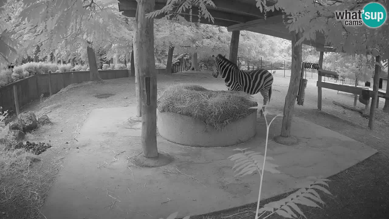 Le Zebre nello ZOO di Ljubljana – Slovenia Live webcam