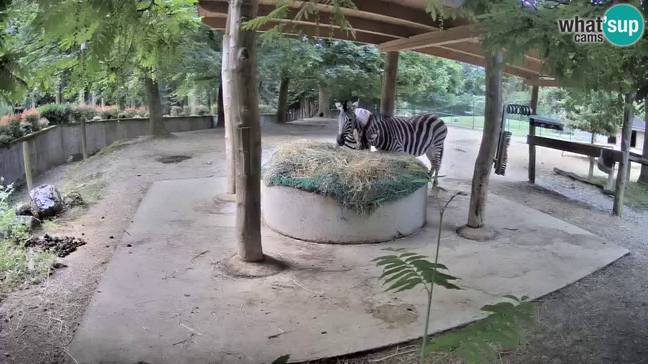 Live webcam Les zèbres in Ljubljana ZOO – Slovénie
