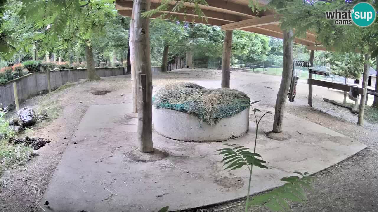 Camera en vivo Cebras in Ljubljana ZOO – Eslovenia