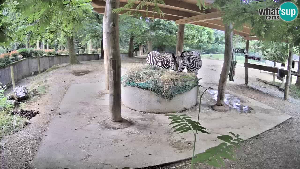 Le Zebre nello ZOO di Ljubljana – Slovenia Live webcam